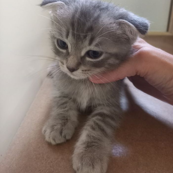 Вислоухие  котята 1,5 месяц