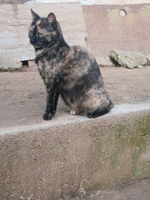 Pisicuta pentru adopție