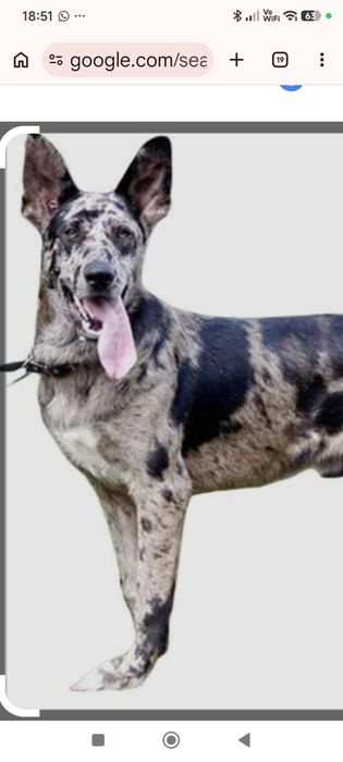 Щенки в хорошие руки