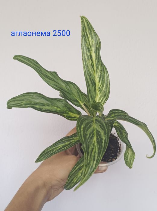 Аглаонемы разные