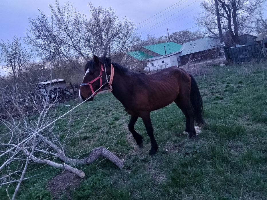 Айғыр сатылады..