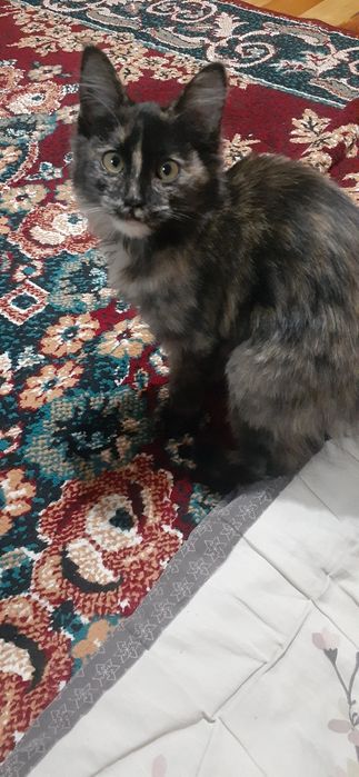 Мушук боласи 3,4 ойлик жа тополончи мас жим юради