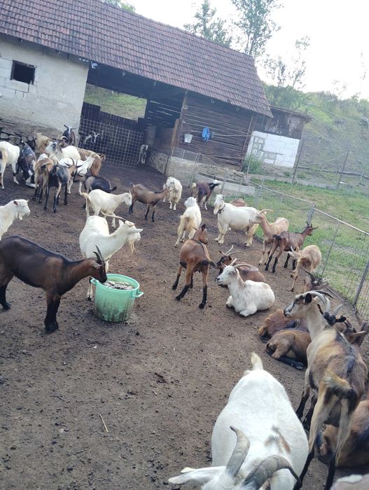 Vând capre și iezi