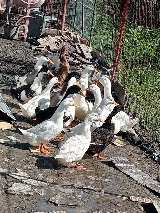 Rate de tara (romanesti)