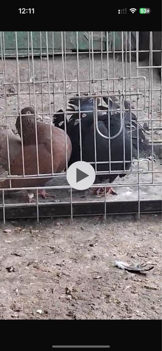 Павлин туркестан