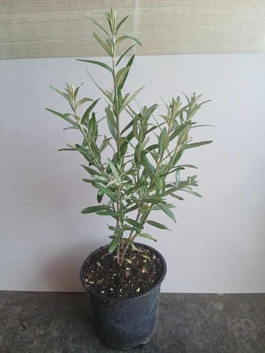 Облепиха (Hippophae)