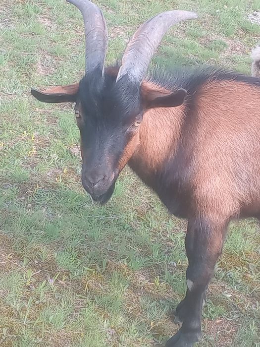 Vând sau schimb ṭap alpine francez de 1 an