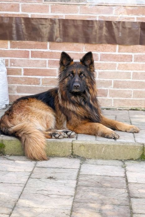 Pui ciobanesc german cu par lung,deosebiti cu pedigree!