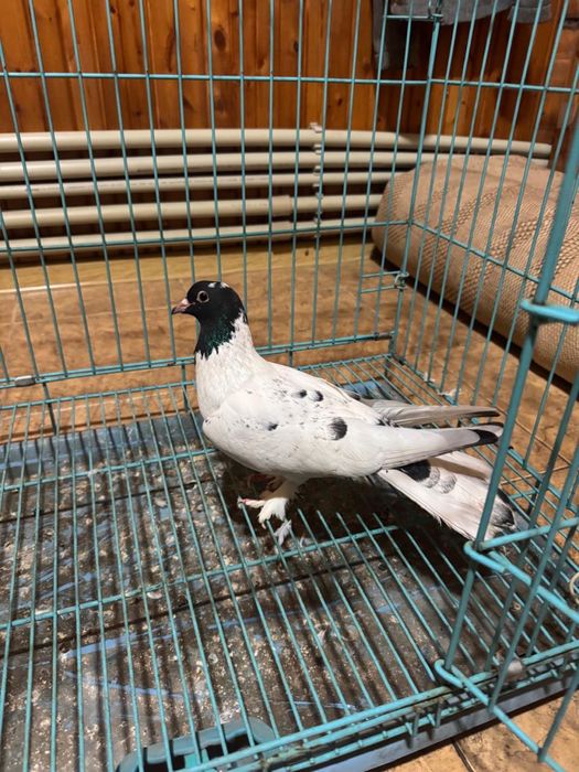 Голуби широкохвостые черноголовые