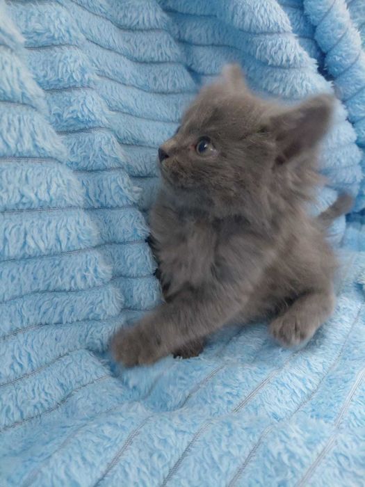 Отдам котят в хорошие руки