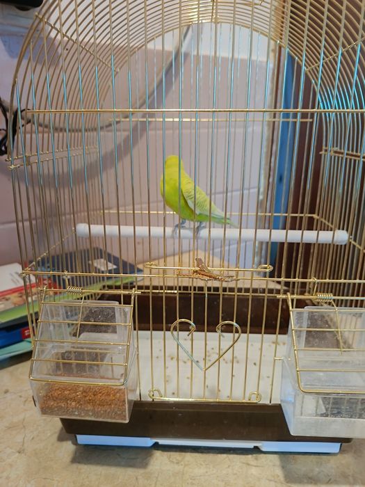 Продам волнистого попугая