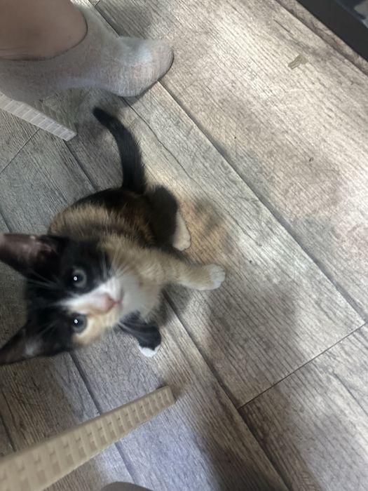 Котята Бесплатно 1,5 месяца