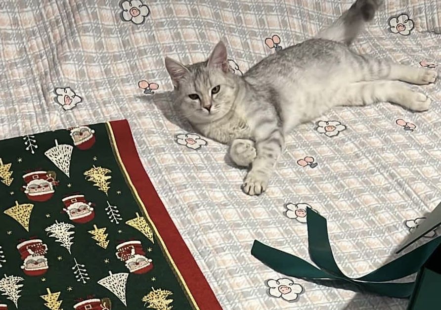 Британский длинноухий