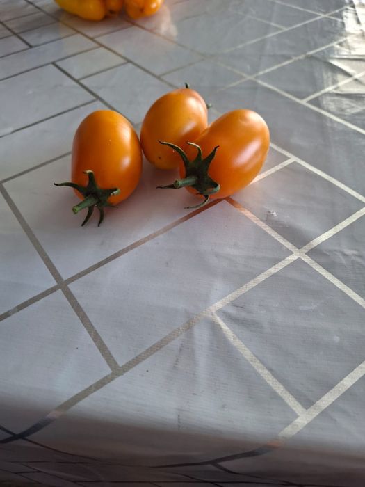 Продам домашние огурцы и помидоры на засолку