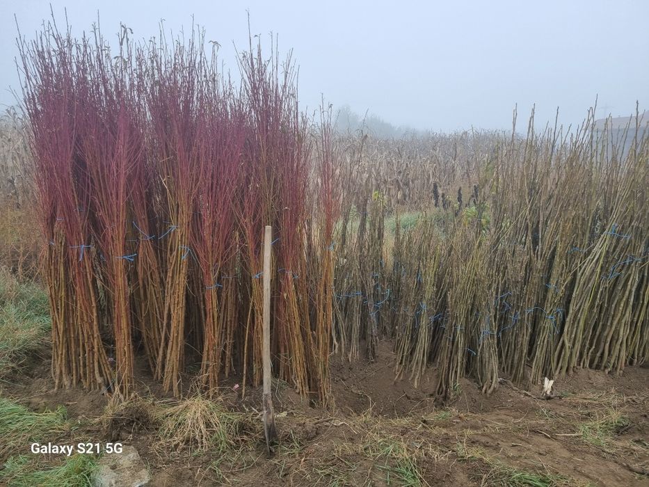 Vând piersic și nuc.