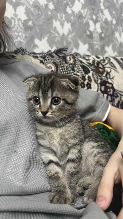 Висоухий котенок мальчик