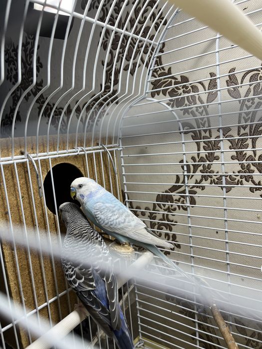 Папугай ……………………