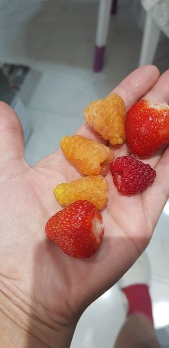 Продам саженцы малины ремонтантной