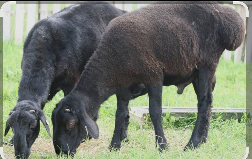 Qoʻy sotiladi Fargʻona shahar