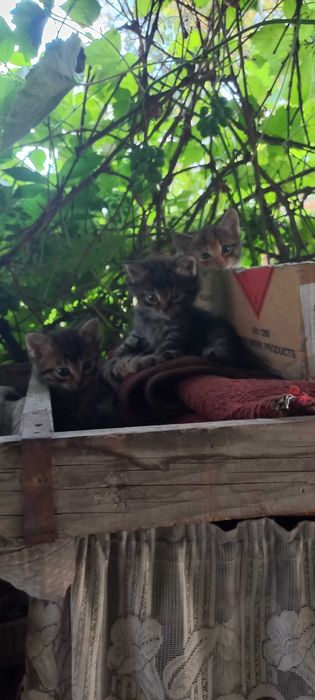 Отдам Котят бесплатно