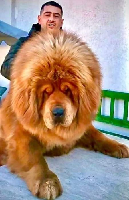 Olx 2024 tibetan mastiff