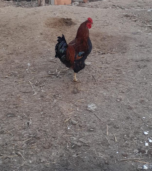 Продам хороших курей