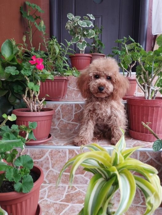 Мини Пудел Той Пудел.