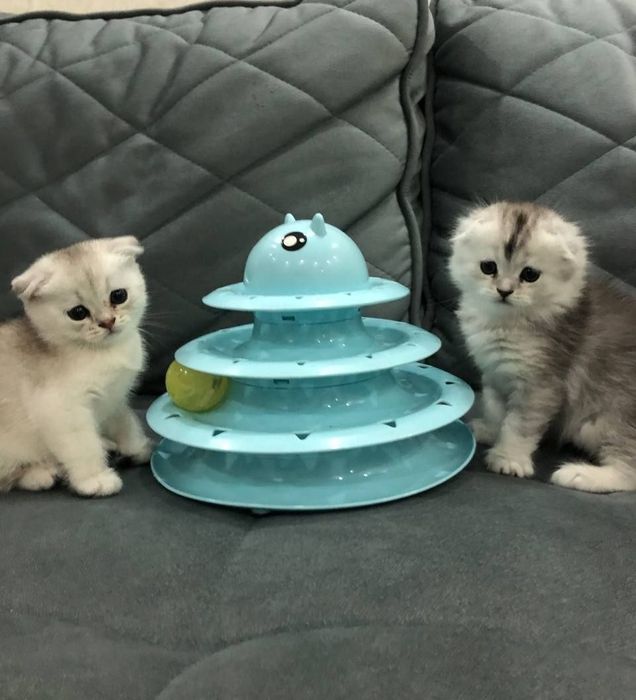 Парода Scottish Fold