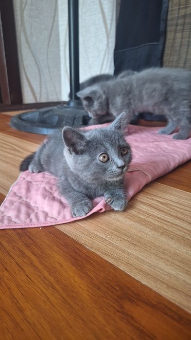 Котята кошка кошечка Mushuk
