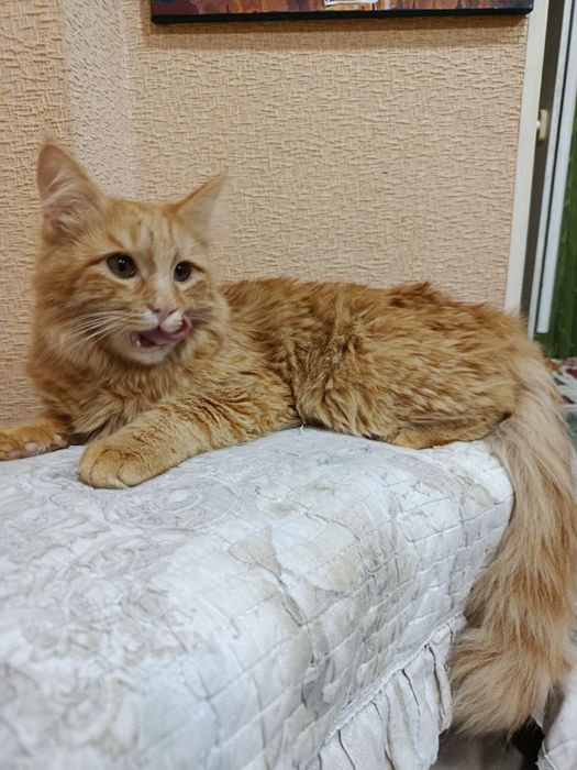 Отдам кота в добрые руки