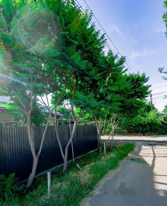 Продам саженцы дерева Сумах