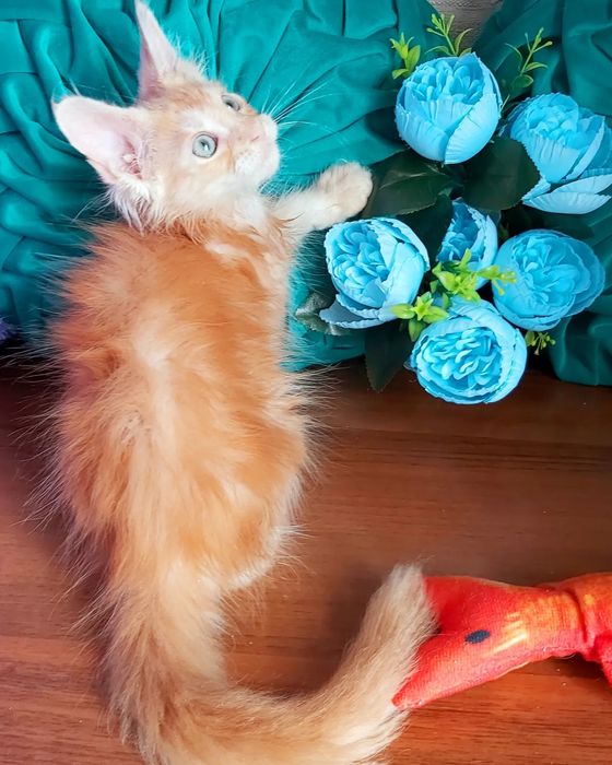 Мейн- КУНЧИКИ! Котята- Мальчики и девочки ! От 2х мес