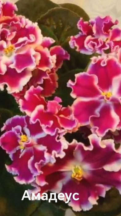 Продам свежесрезанный лист фиалок- 200тг. Цветущие фиалки- 1500тг.