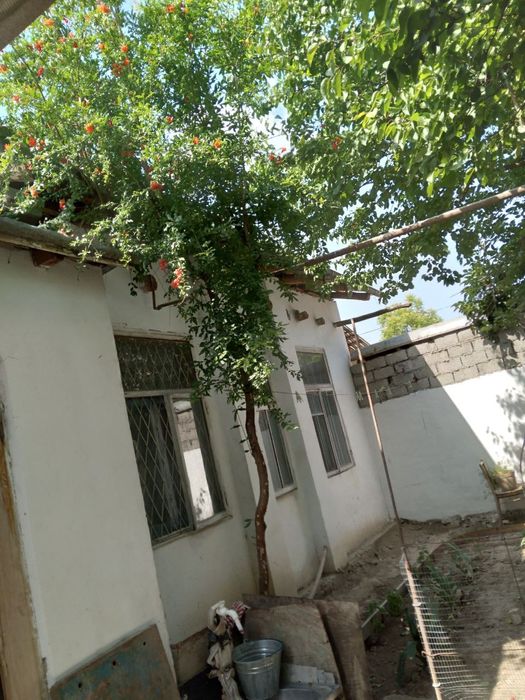 5 ком Узбум дома аренда срочно дишевлы