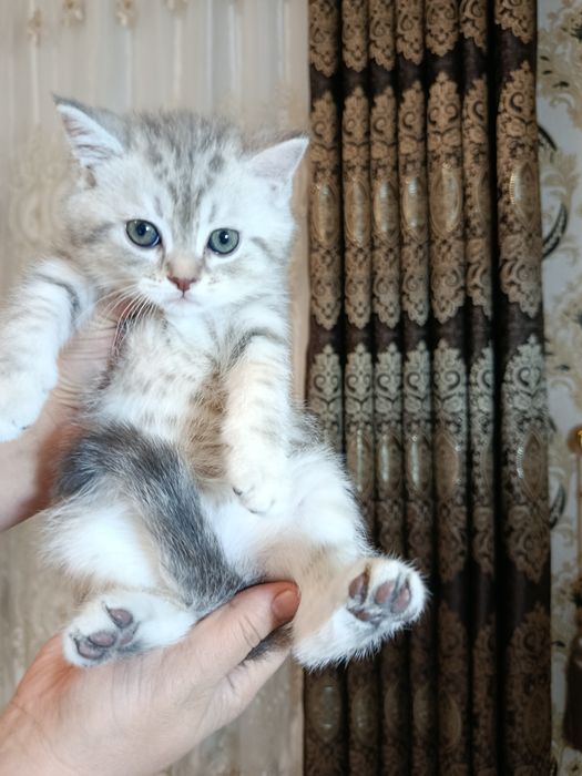 Shinshilla mramir akras