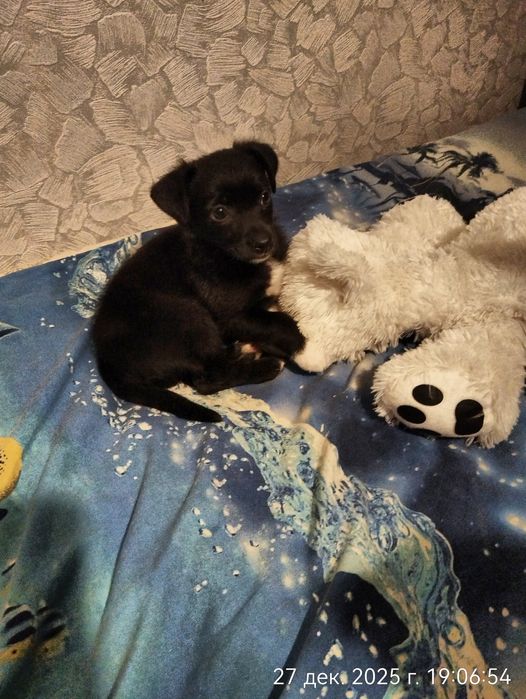 Щенок в поисках дома