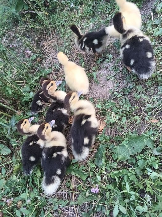 De vânzare familie rațe mute (leșești)