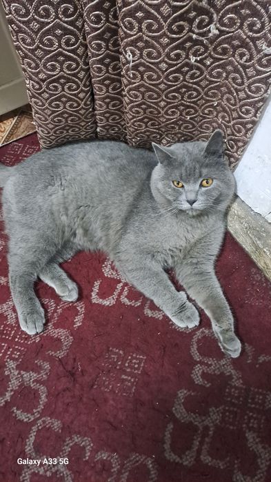 Soglom nasl olish mumkun