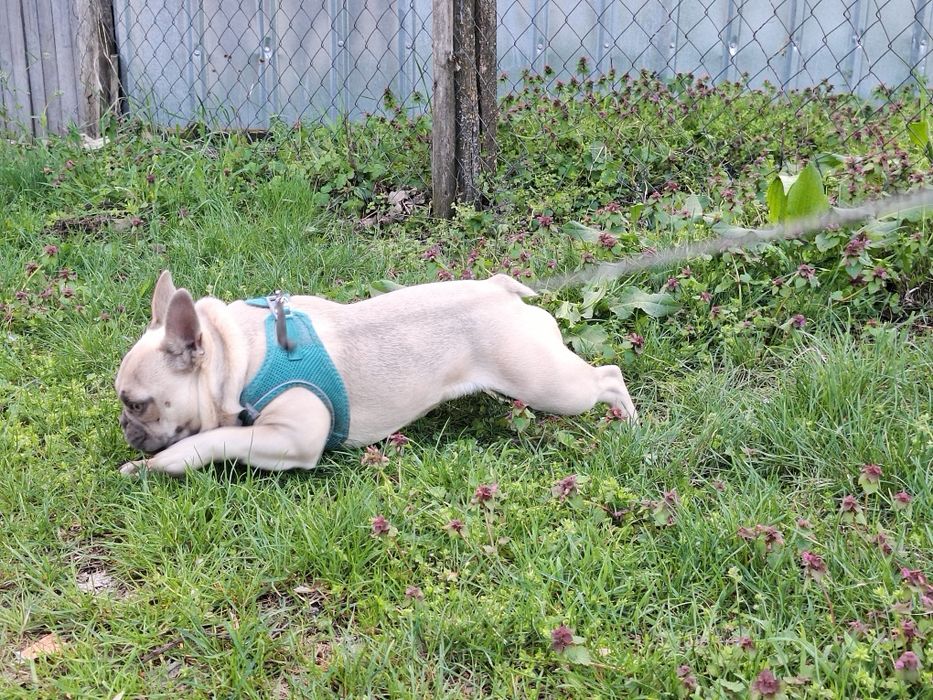 Френски Булдог , женско  на 1 г