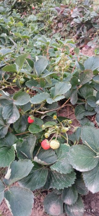 Продаю клубнику ремонтантные сорта