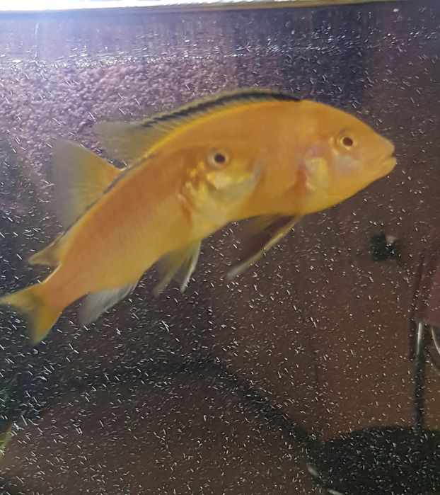 Рыбы цихлиды Еллоу