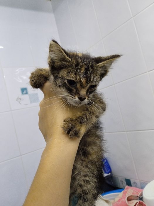 Котенок котенок.