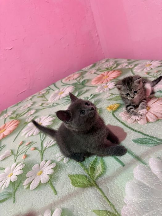 Котята шатланцы 2 девочка 1 мальчика