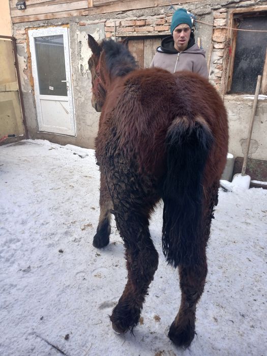 Disponibil manz de 8 luni armăsar