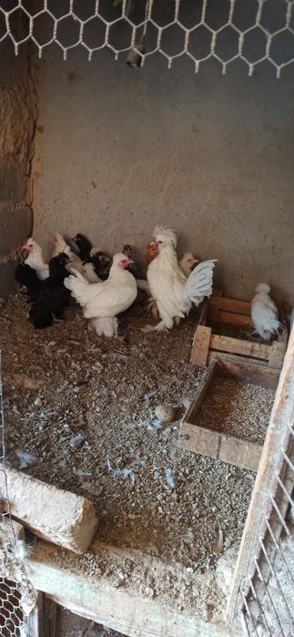 ЯПОНЧА оиласи {1+12} !!!