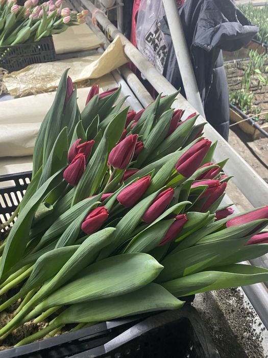 Тюльпаны оптом с теплицы