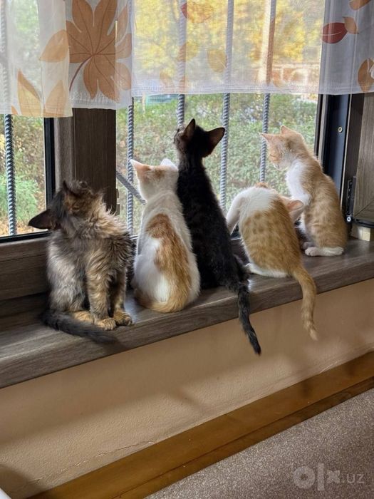Котята - бесплатно. В хорошие руки