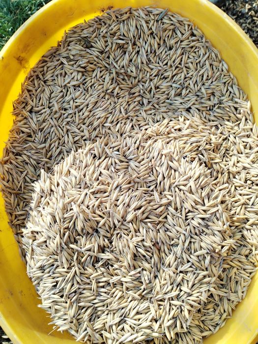 Ovăz producție 2025