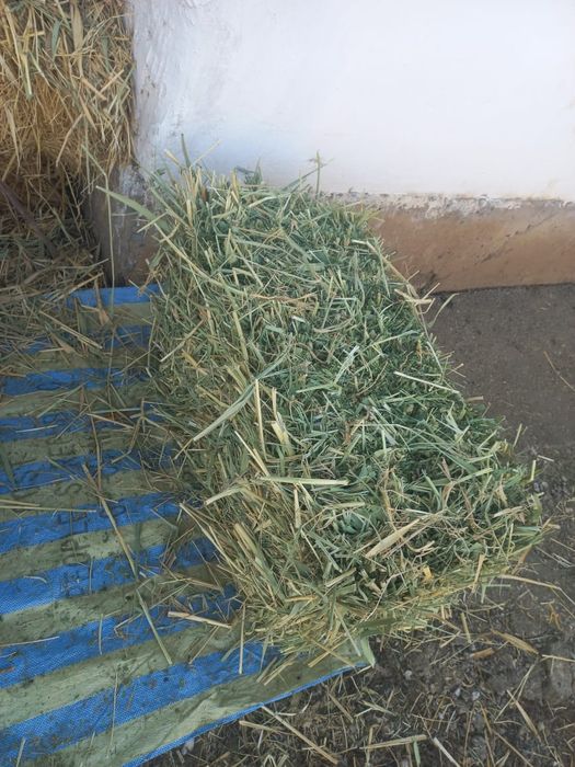 Пресс шөп  Пресс шөп