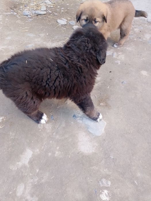 Alabay zottor it bolasi koʻrinishi zoʻr bir yarim oylik